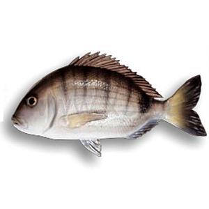 OMER Муляж Seabream - 40см